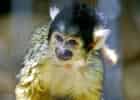ボリビアリスザルの写真 20